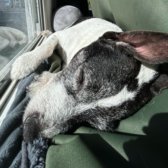 Meet your Posher, Mikela - Picture 1 of 1